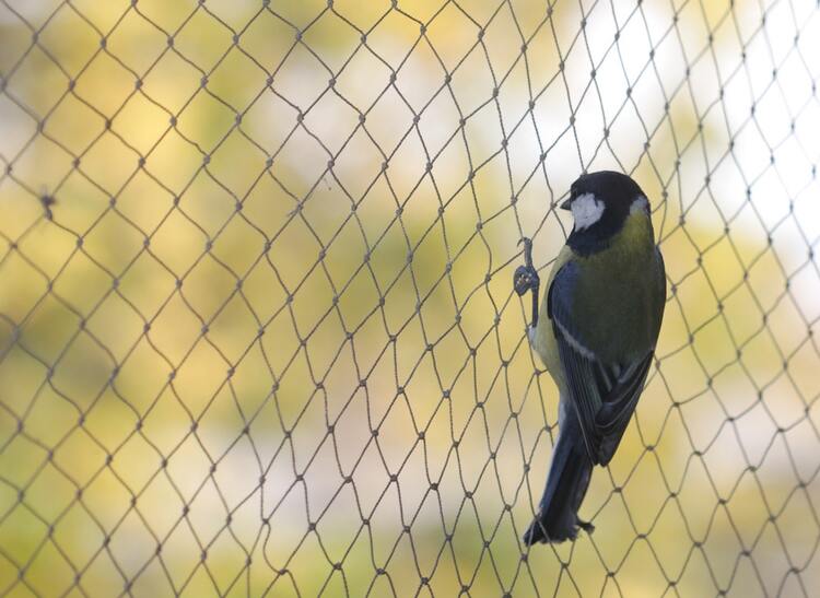   Anti bird nets in Karimnagar  